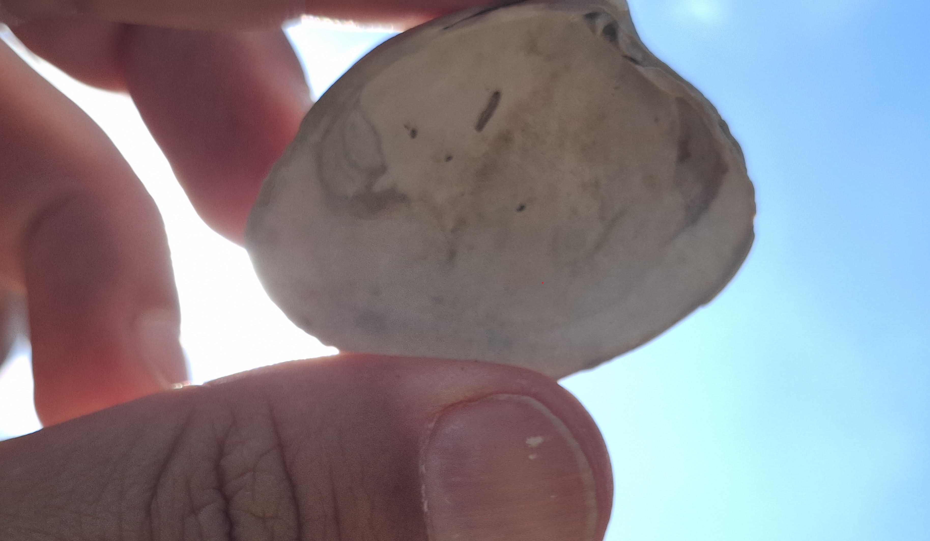 Fossiele schelp